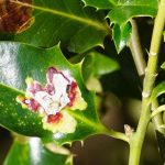 Holly diseases and pests