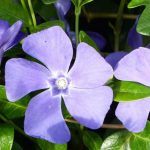 Growing a periwinkle in a pot