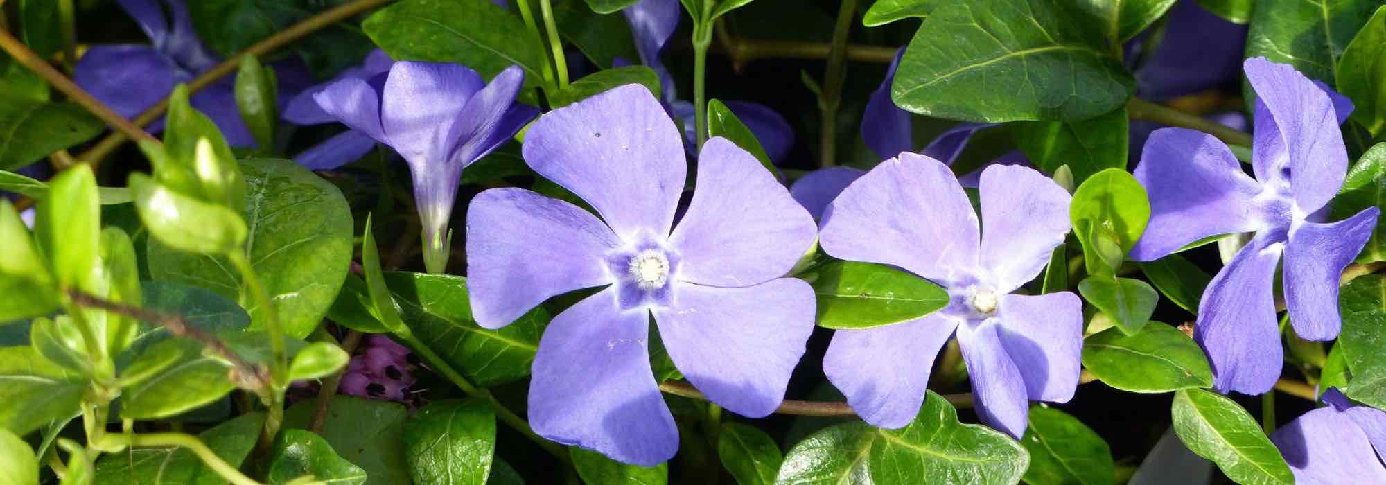Growing a periwinkle in a pot