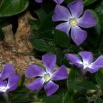 Pairing periwinkles