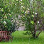 Heavy Rainfall: Our Tips to Protect Your Garden