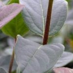 6 evergreen viburnums