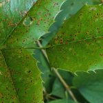 Diseases and pests of Mahonia