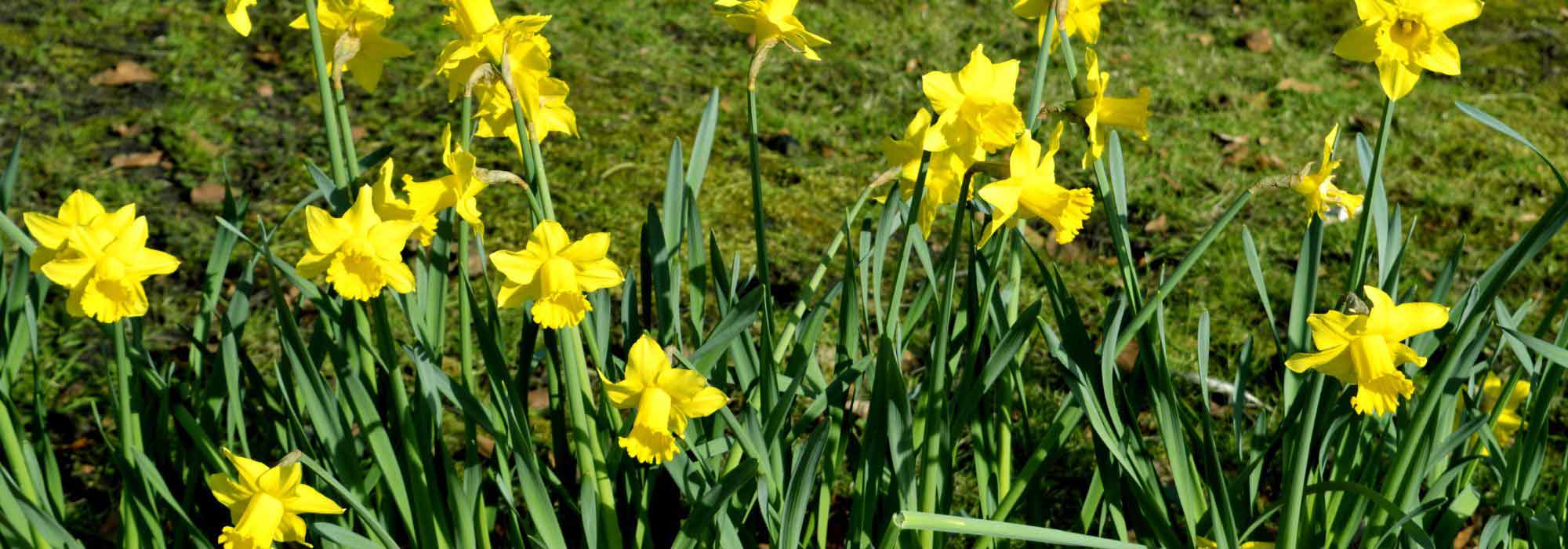 Botanical daffodils: how to choose and combine them