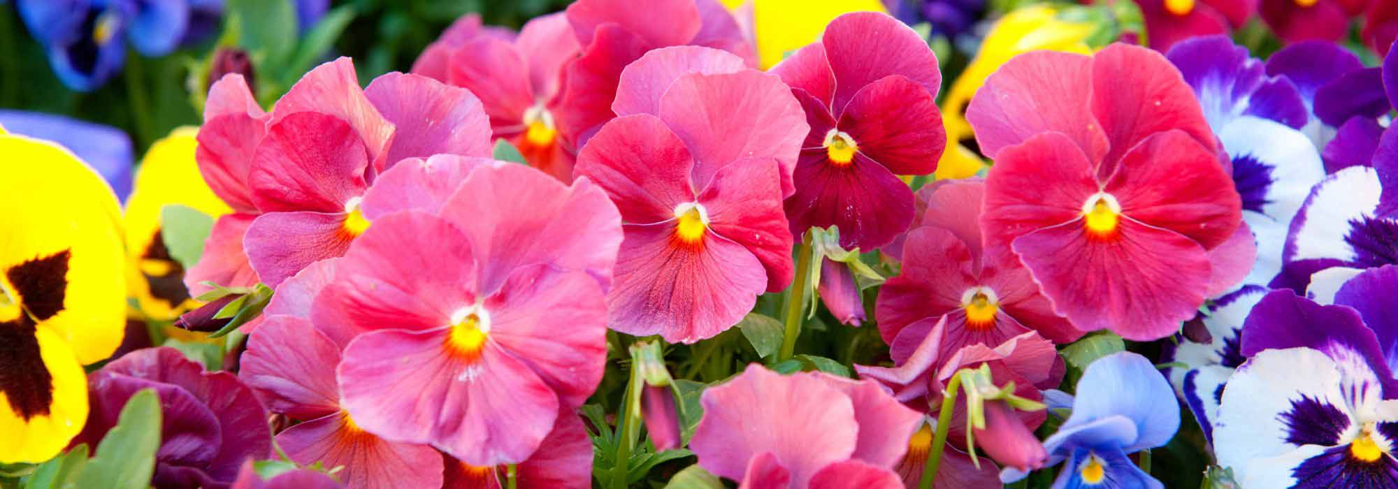Pansies: how to choose them well in 4 points?