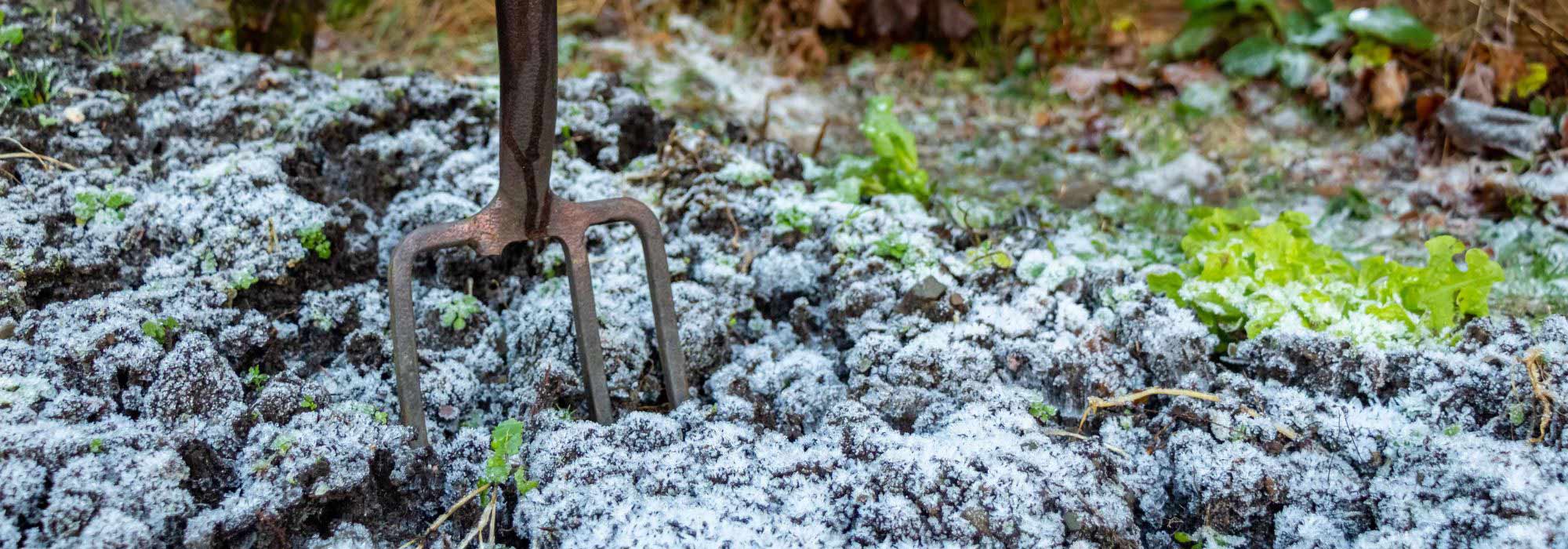 What to plant in winter?