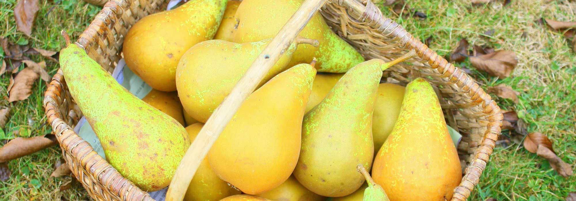 5 late varieties of pears