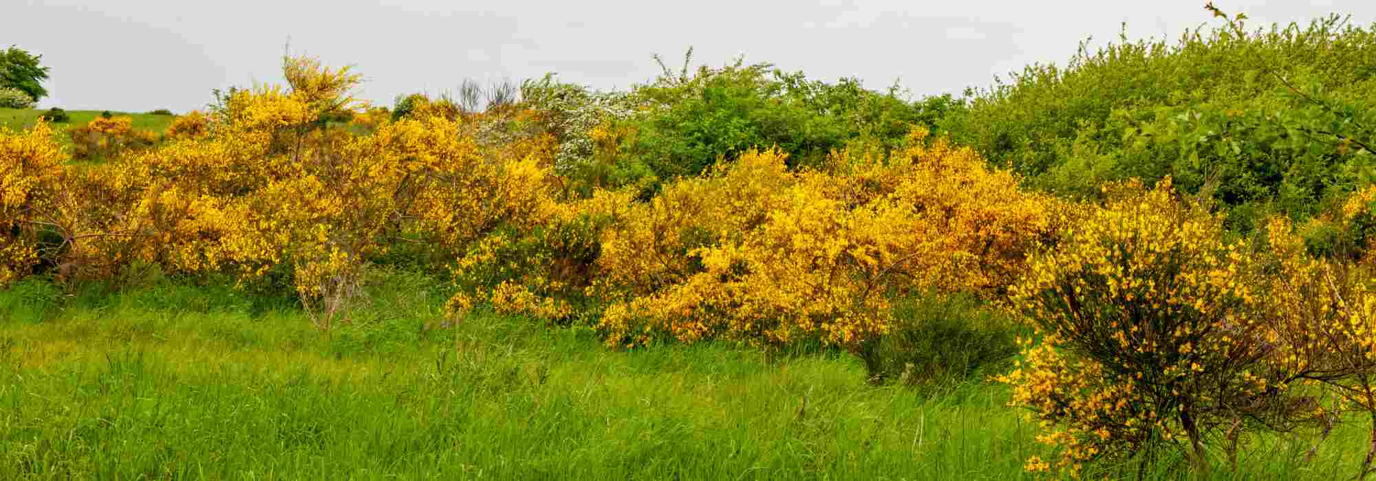 Which brooms to plant for a hedge?