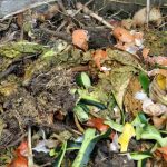 Does compost attract rats?