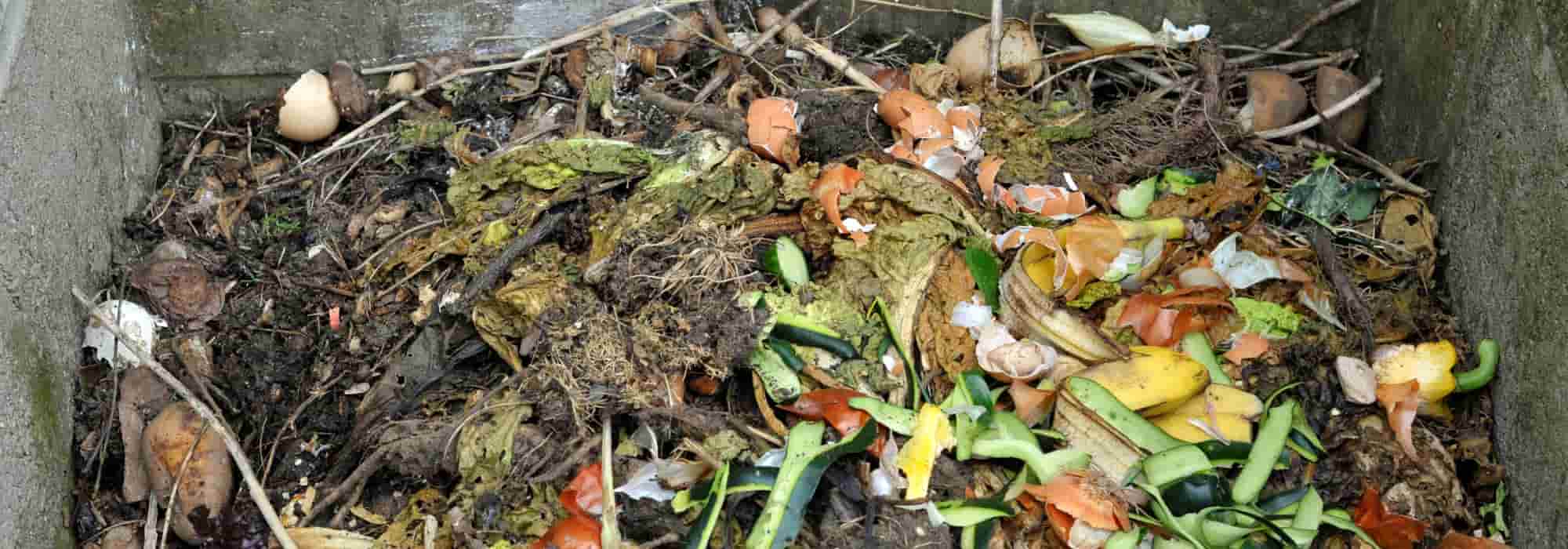 Does compost attract rats?