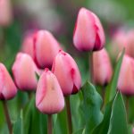 6 pink-flowered tulips