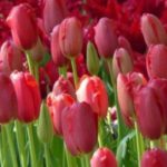 7 red-flowered tulips