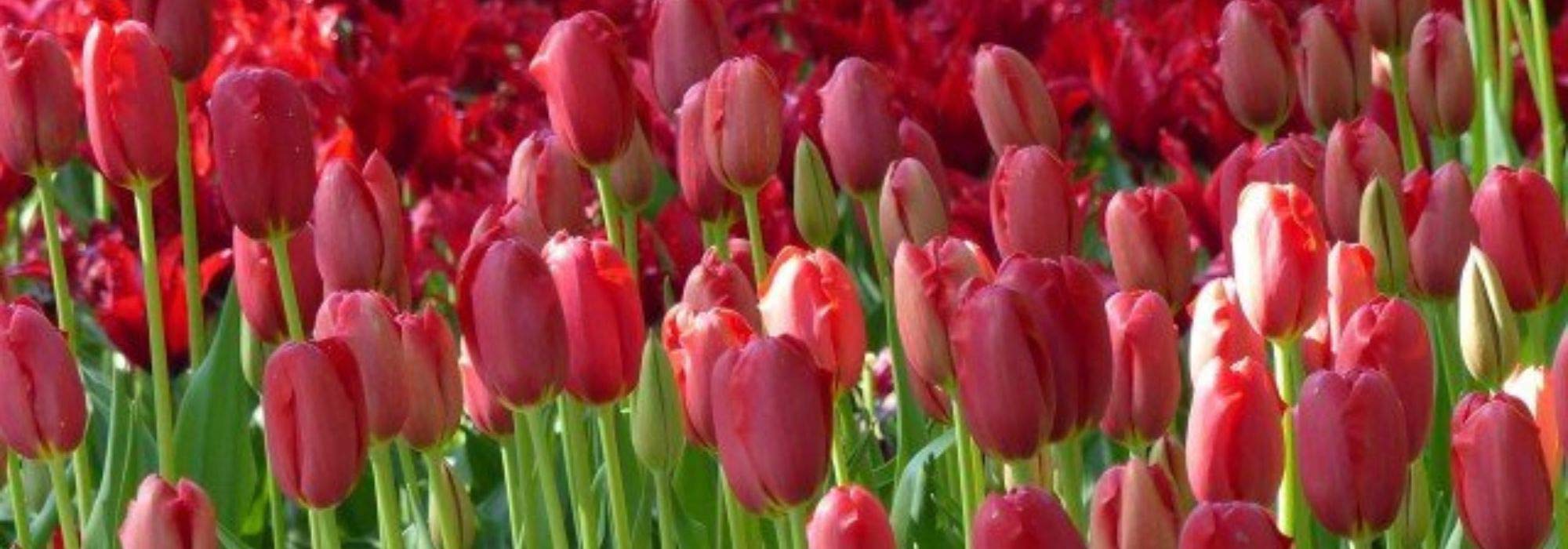 7 red-flowered tulips