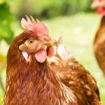 The hen: useful in the garden and orchard