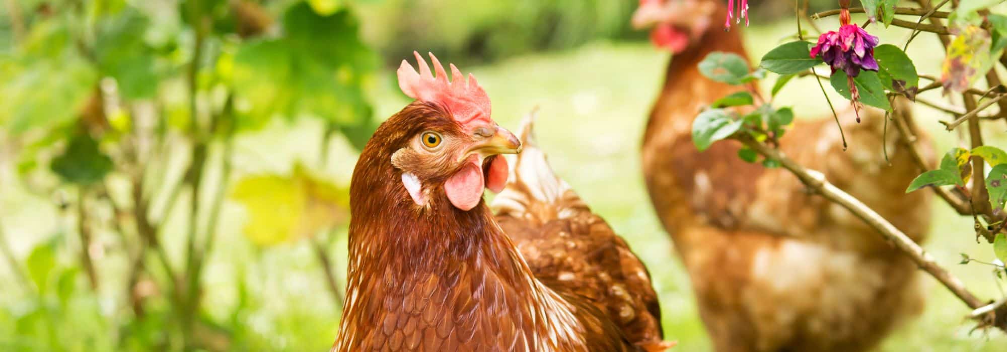 The hen: useful in the garden and orchard