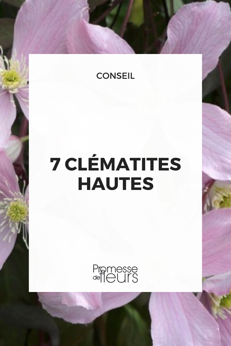 7 tall clematis Selection of Clematis with large growth
