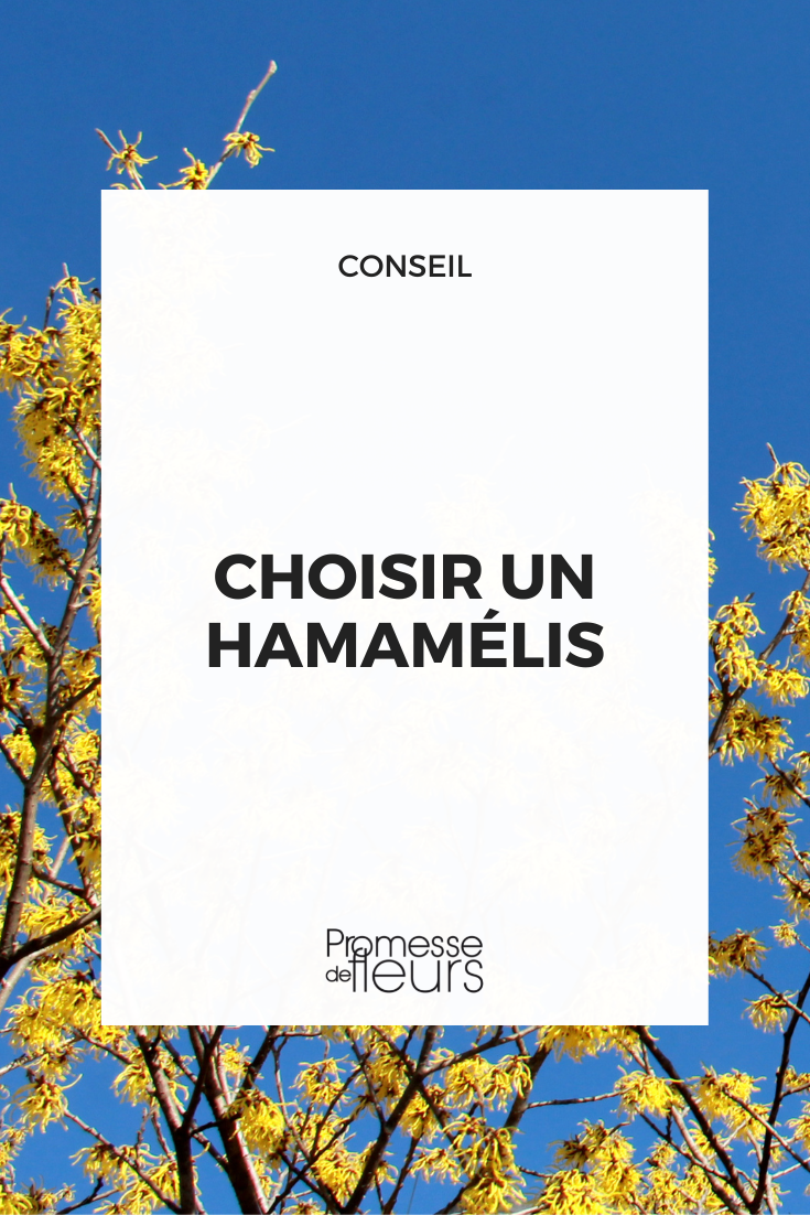 Choose a witch hazel witch hazel