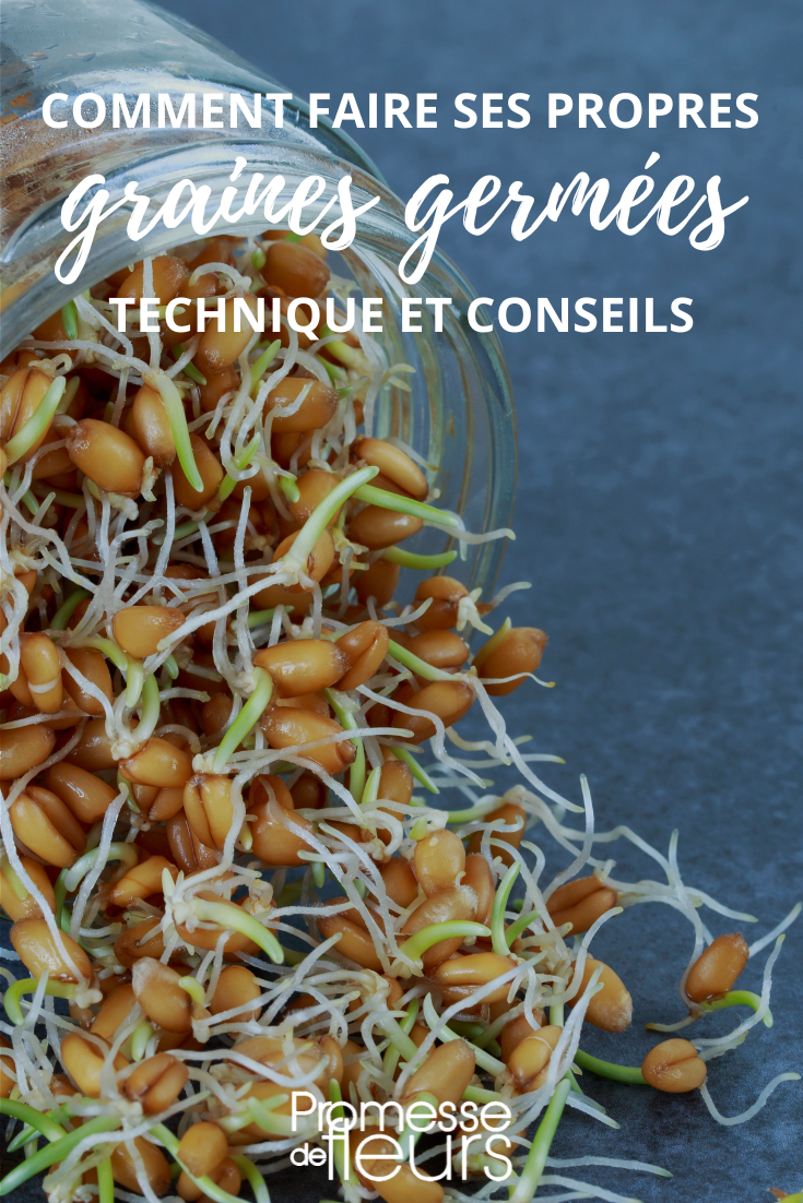 Home Sprouting Seeds Tutorial