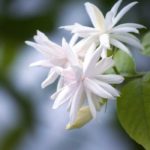 How to winter jasmine?