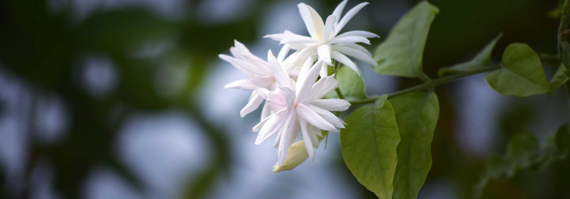 How to winter jasmine?