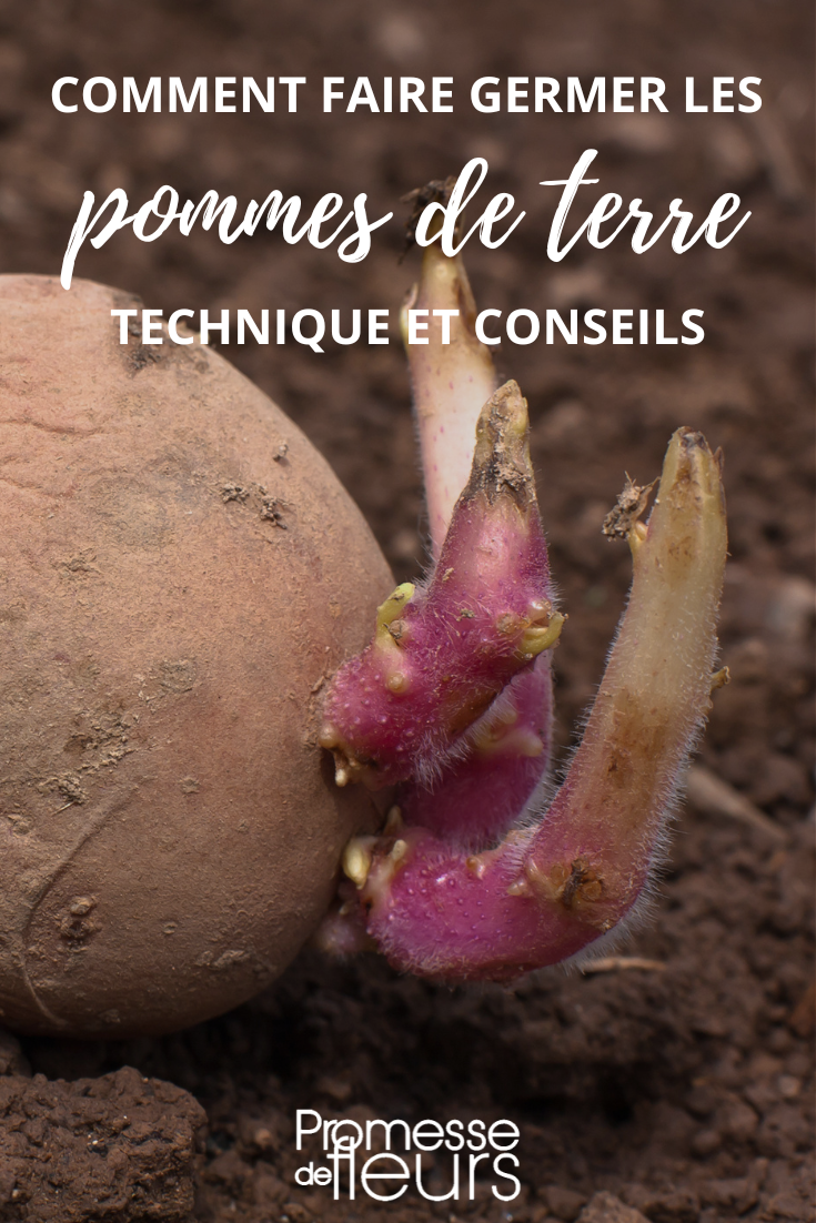 [planting_guide title="How to Sprout Potatoes for the Vegetable Garden"]

To sprout {glossary}potatoes{glossary}, start by placing them in a bright, cool location for a few weeks. Once they have developed short sprouts, cut the potatoes into sections with at least one sprout each. Leave the cut pieces to dry for a day or two to prevent rotting. Then, plant the sprouted sections in well-draining soil, ensuring the sprouts are facing upwards. Water the newly planted potatoes regularly and wait for them to grow into healthy plants ready for your vegetable garden.

[/planting_guide]