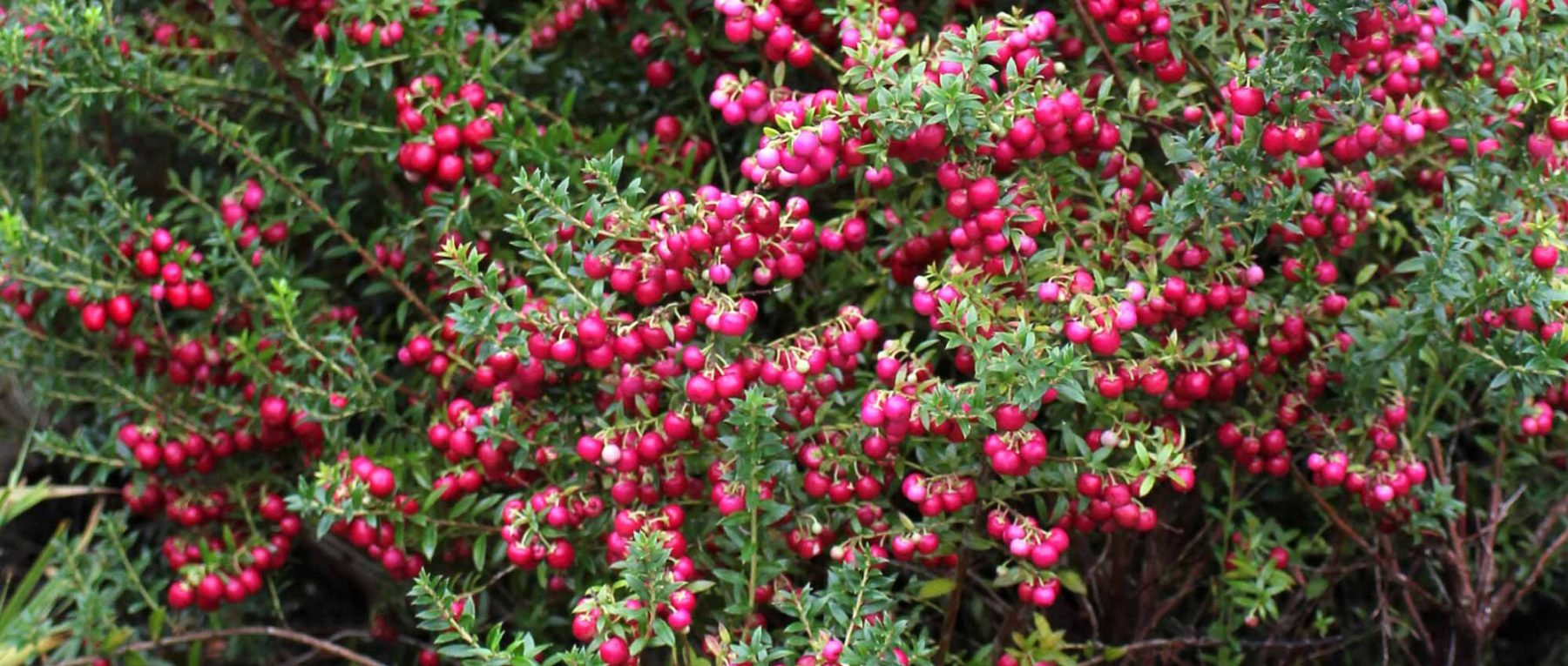 Gaultheria: Planting, Growing and Caring