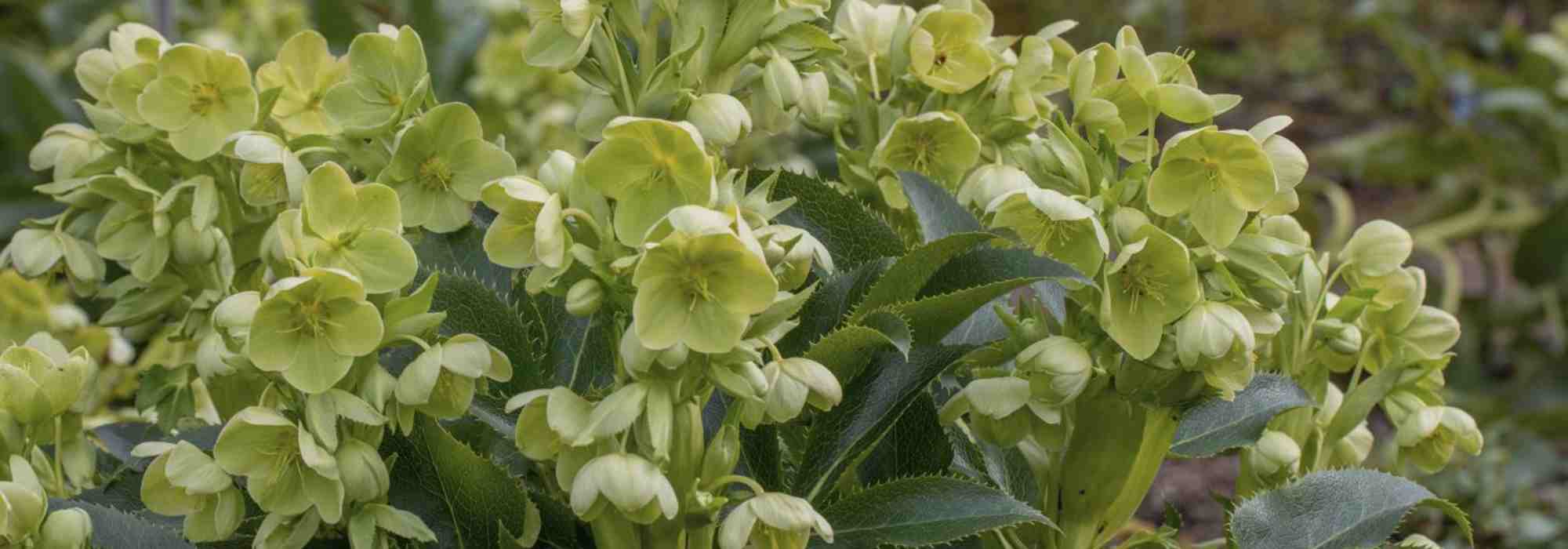 Hellebores: the reliable choices
