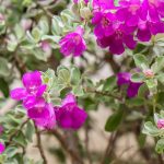 Leucophyllum: Planting, Growing and Caring