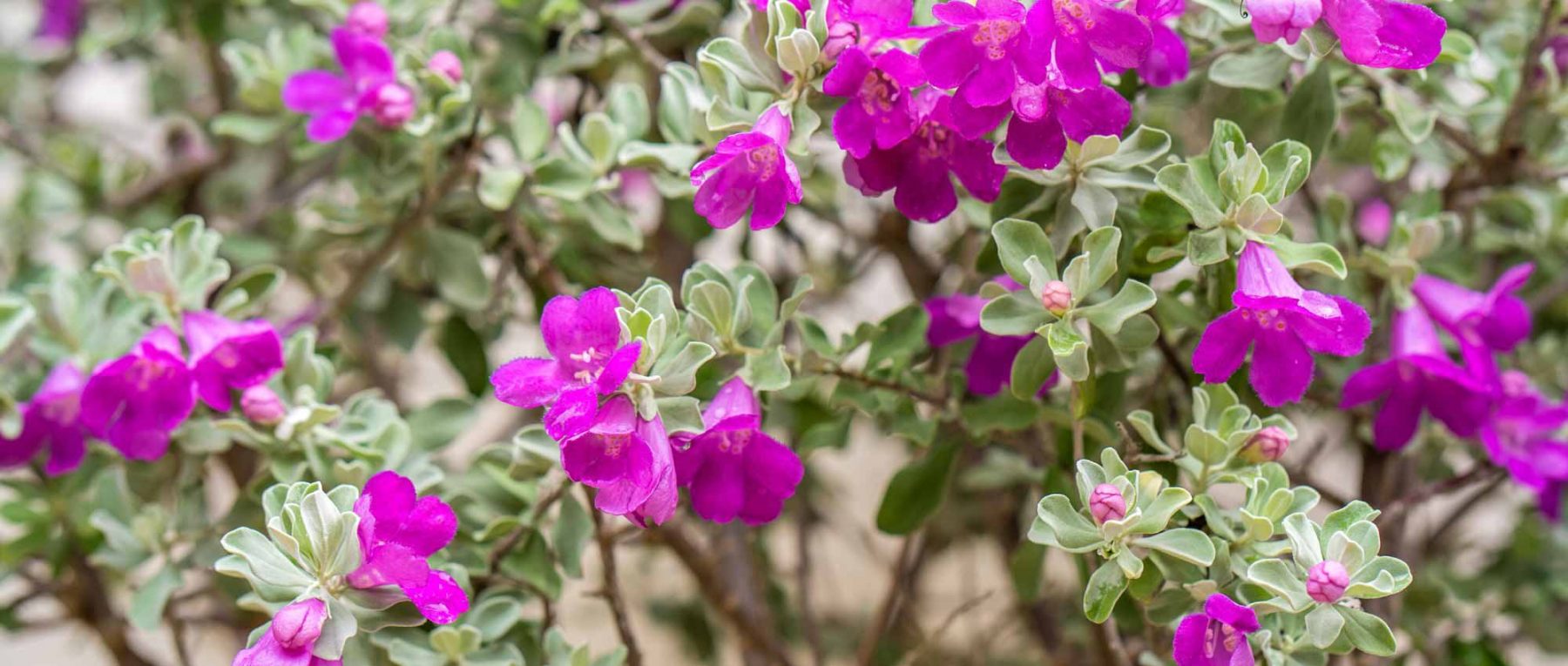 Leucophyllum: Planting, Growing and Caring