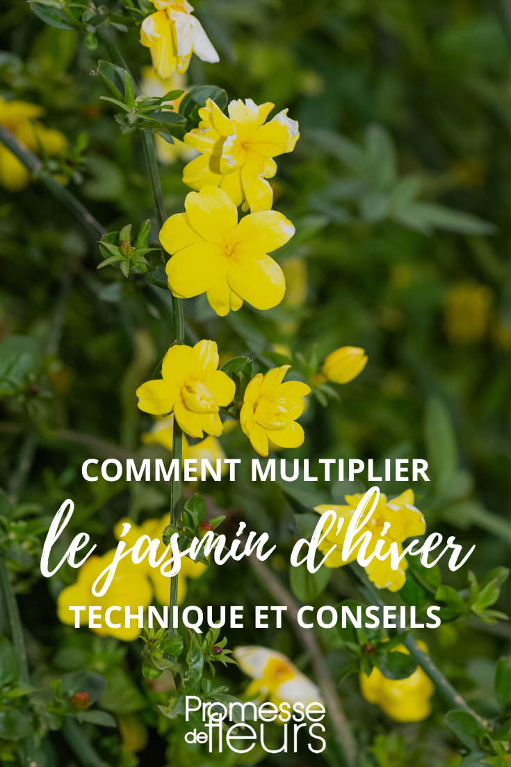 propagate or layer Jasminum nudiflorum