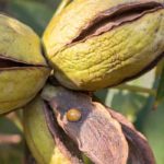 Pecan, Pecan Tree: Planting, Growing