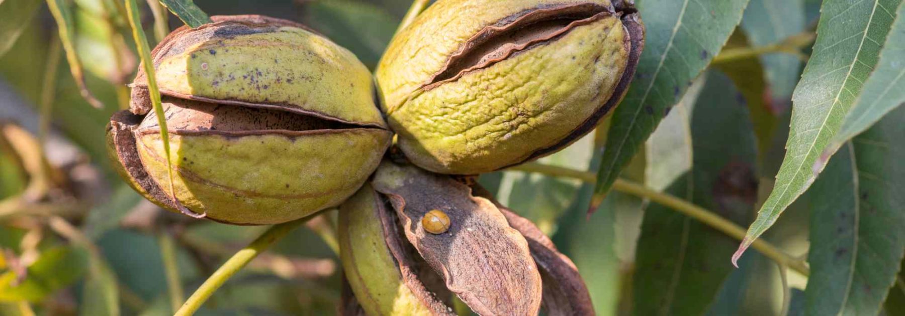 Pecan, Pecan Tree: Planting, Growing