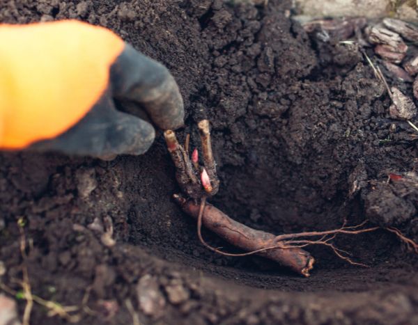 Planting a peony from bare roots