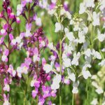 Plants that self-seed