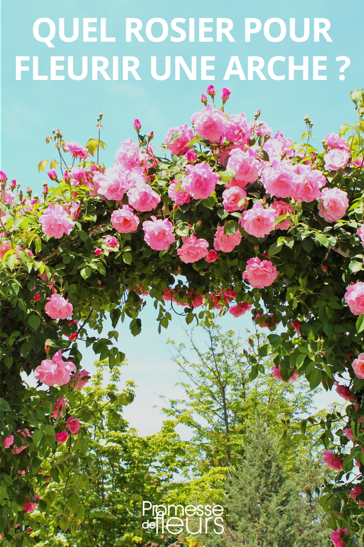 Climbing roses for arch