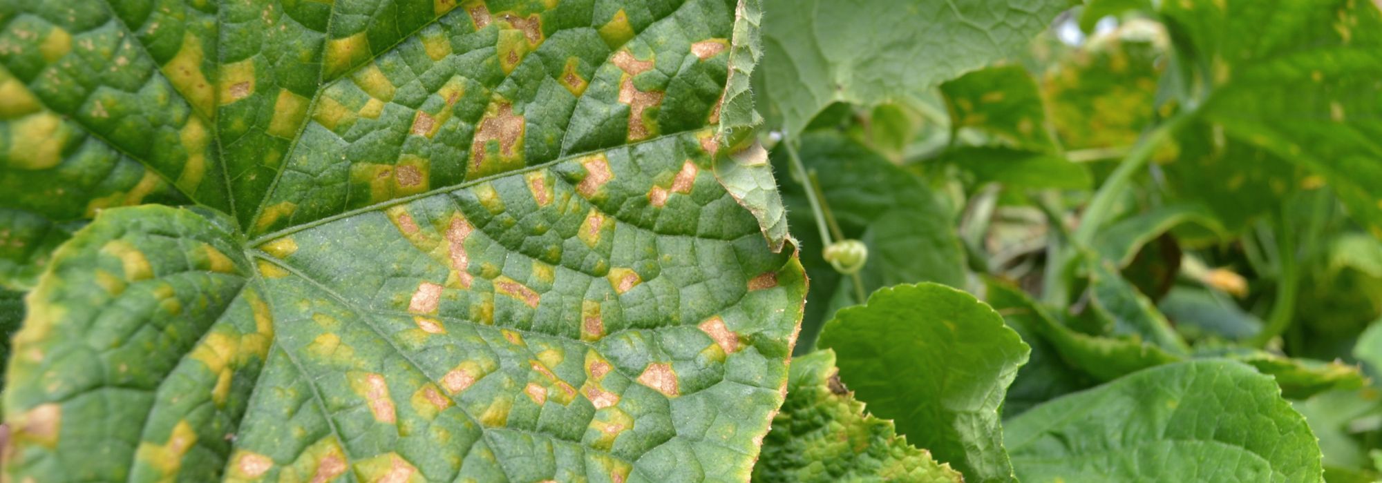 Compost: what to do with diseased plants?