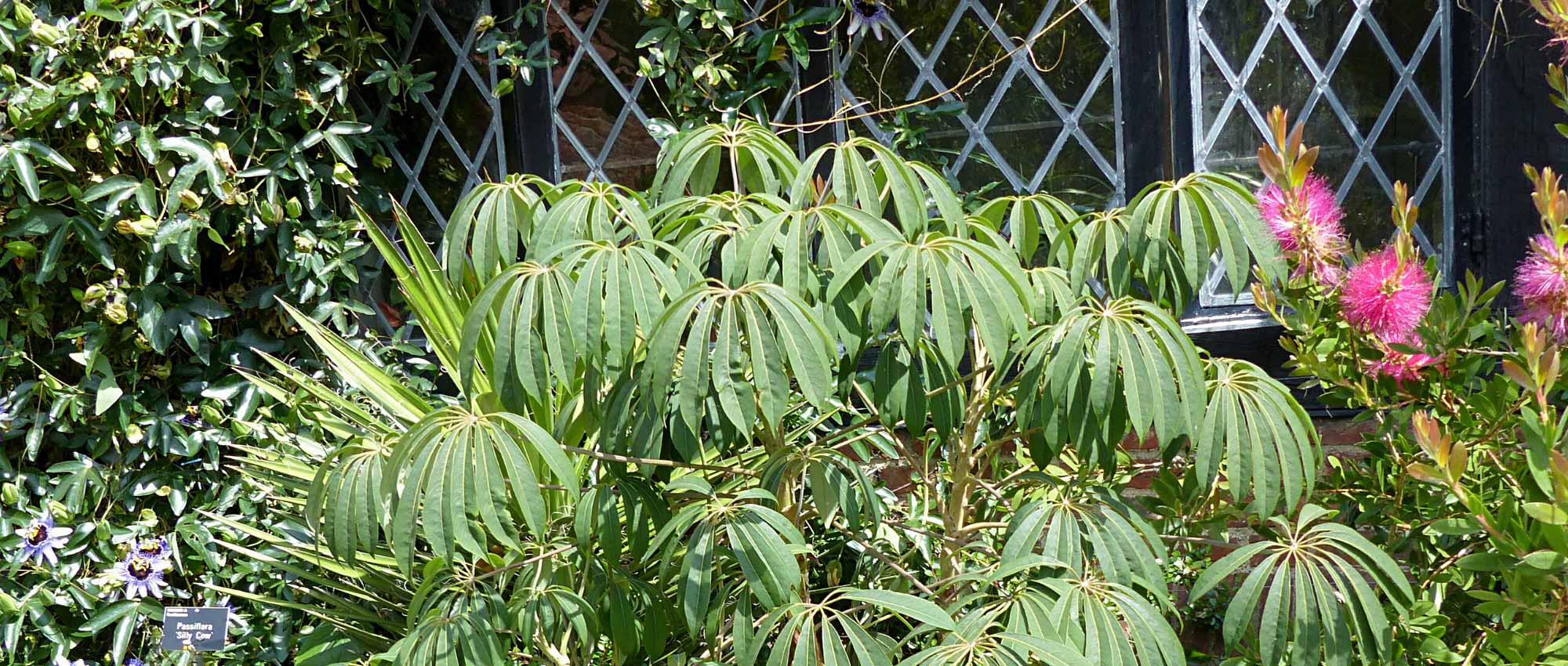 Schefflera: 5 Successful Pairing Ideas