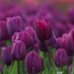 6 tulips with purple, mauve, or crimson flowers