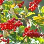 8 decorative fruiting viburnums