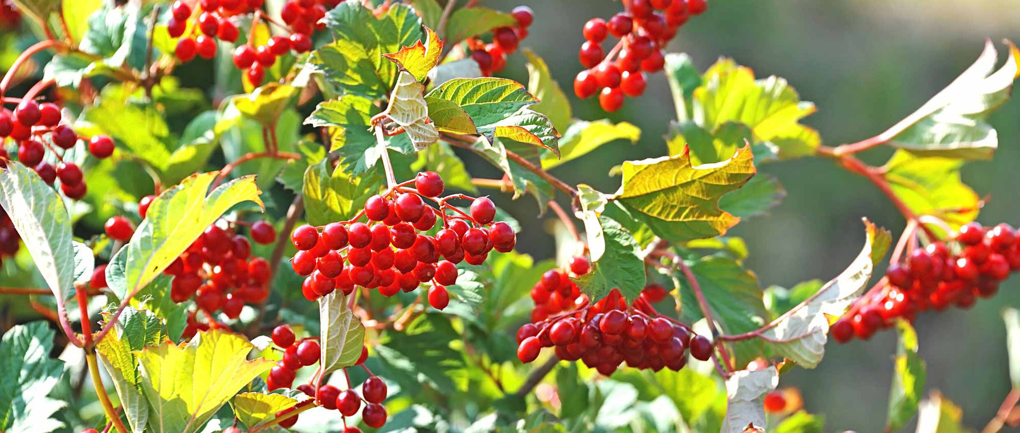 8 decorative fruiting viburnums