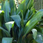 Perennials for Dry Shade