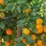 7 citrus trees to grow in pots