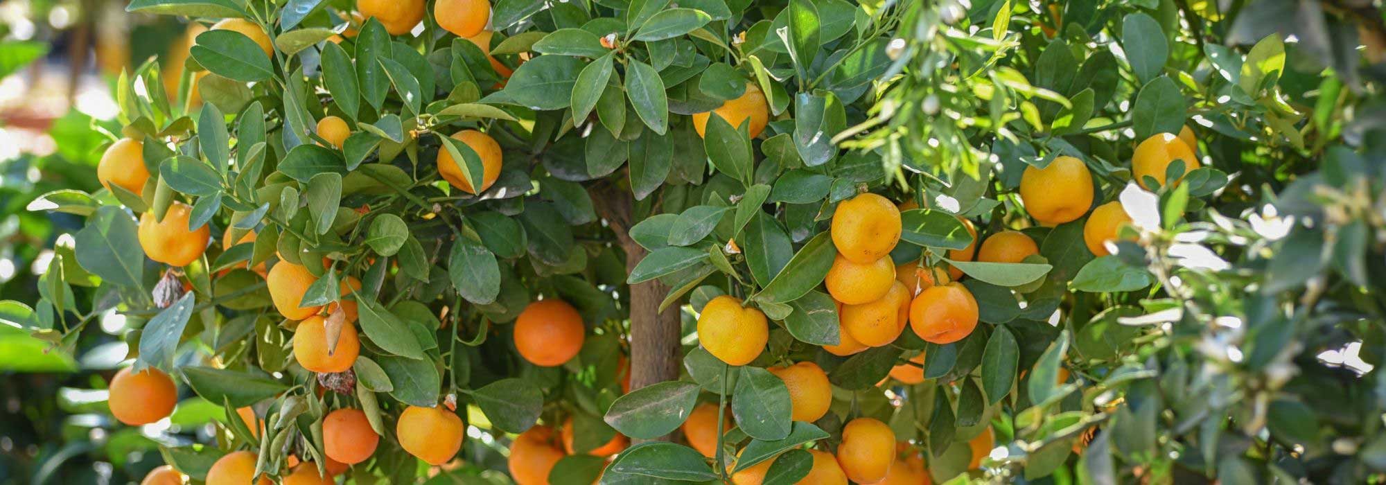 7 citrus trees to grow in pots