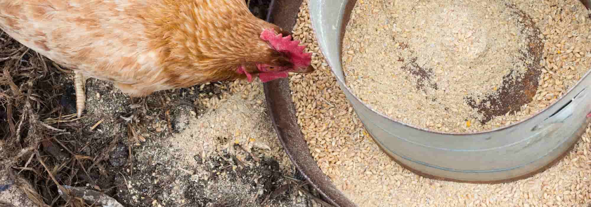 What diet for laying hens?