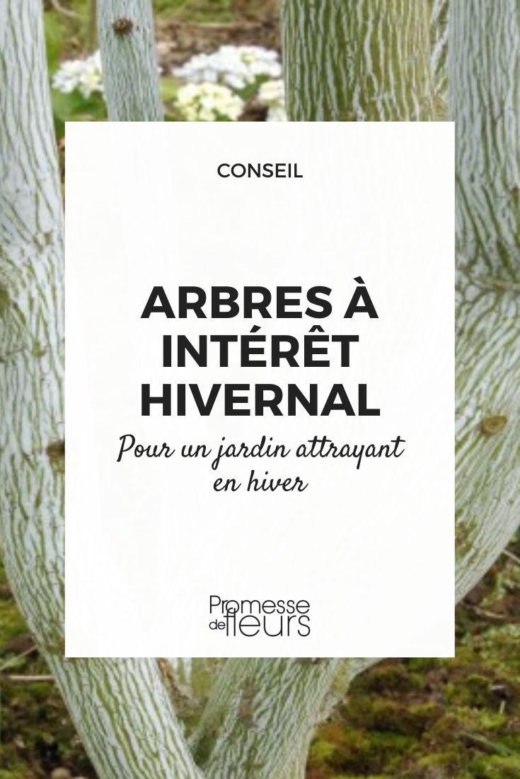 [wps_products_grid category="arbres" interest="winter"]