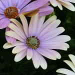 Associate Osteospermum