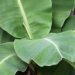 Banana plant: how to protect it from winter cold?