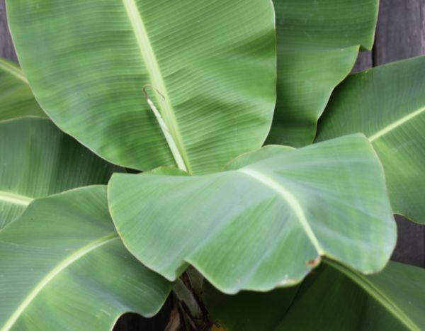 Banana plant: how to protect it from winter cold?
