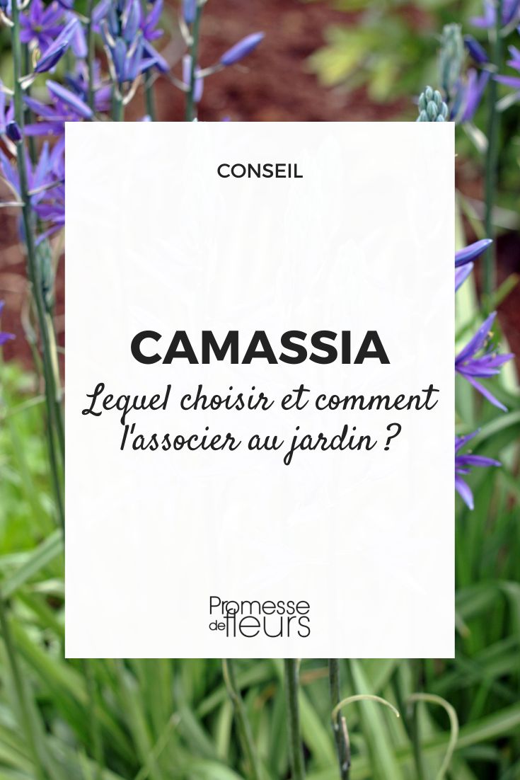 camassia choose and combine camassia choose and combine