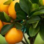 Growing a mandarin tree or a clementine tree in a pot